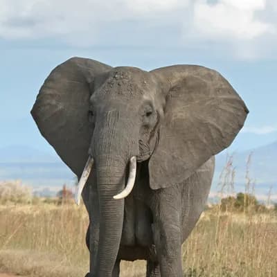 African Elephant