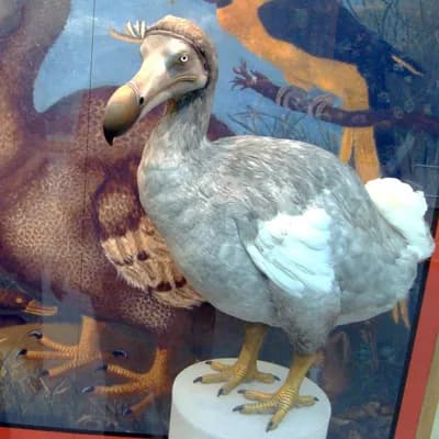 Dodo