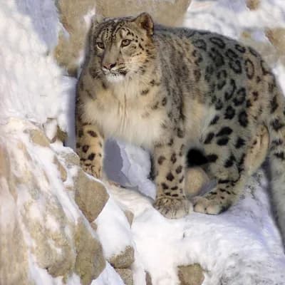 Snow Leopard