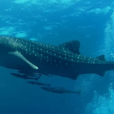 Whale Shark